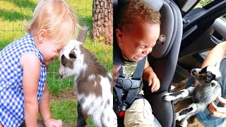 Funniest Baby And Animal Compilation Video by Lovers Baby 851 views 1 year ago 1 minute, 35 seconds