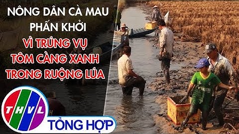 Nông dân Cà Mau phấn khởi vì trúng vụ tôm càng xanh trong ruộng lúa