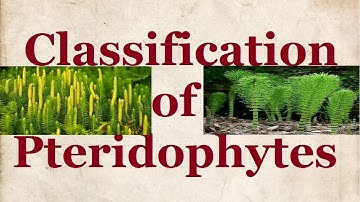 Classification of Pteridophytes, Psilophyta, Lycophyta, Arthophyta, Filicophyta, NCERT 11 Biology