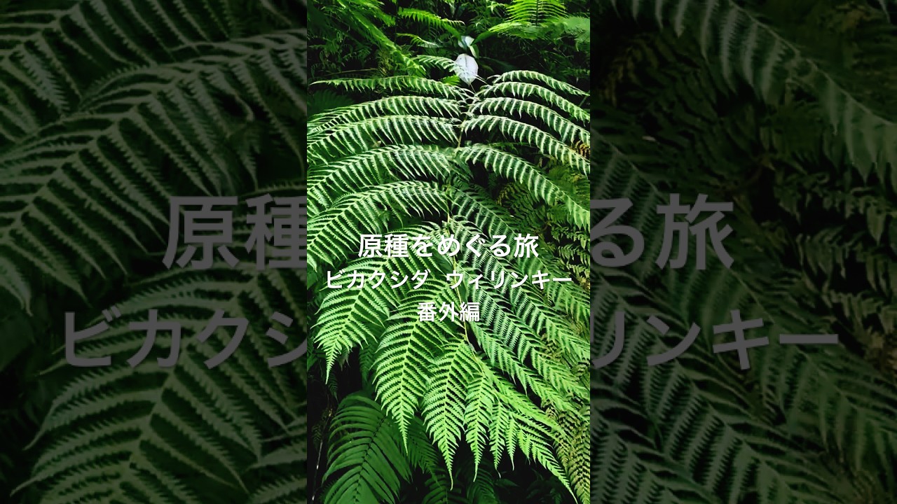原種をめぐる旅】ビカクシダ ウィリンキー 番外編 #vandakaplants