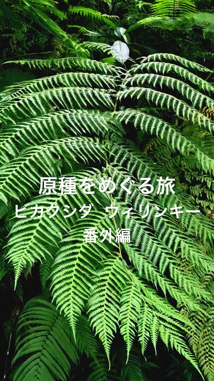 原種をめぐる旅】ビカクシダ ウィリンキー 番外編 #vandakaplants