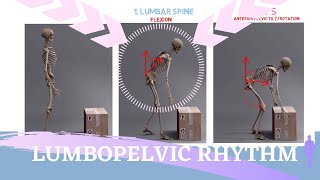 LUMBOPELVIC RHYTHM ANIMATION |  Sequence and Range of Motion Explained