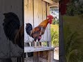 خروس اورپای خرشدا خروس اورپای خرشدا