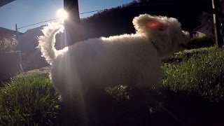 GoPro: CUTE DOG