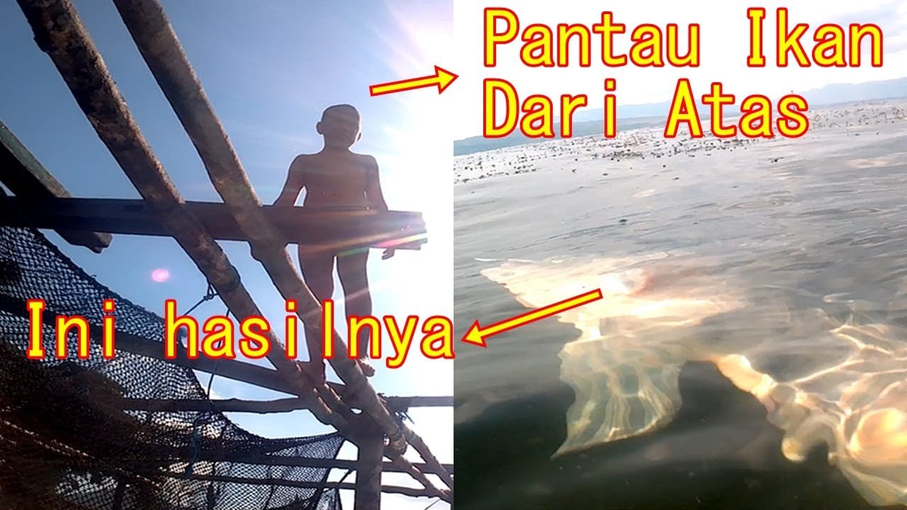 SIAPA YANG TAU WALAU DANGKAL ADA IKAN BESARNYA JUGA. #EPS29