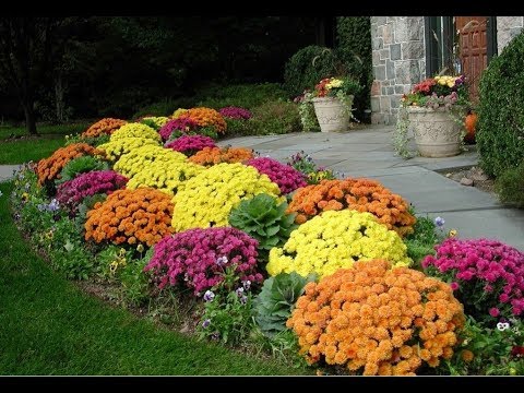 Какие Цветы Посадить На Даче Фото