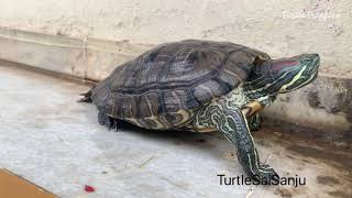 Turtle Push-ups