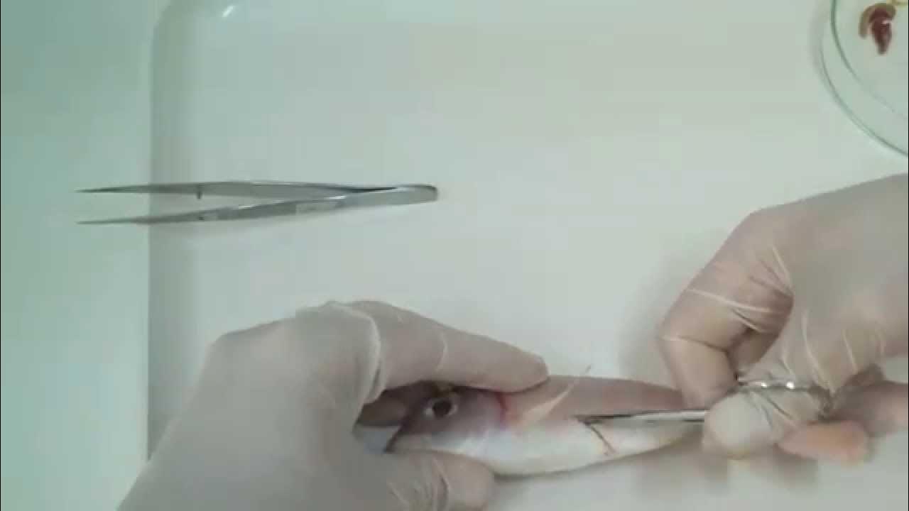 Fish dissection and stomach content analysis YouTube