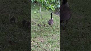 CUTEST BABY GEESE EVER!!!