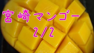 マンゴーカット方法、切り方。宮崎マンゴー太陽のタマゴ お中元ギフトに、通信販売で果物お取り寄せ。2/2  How to cut a Mango. Japanese Mango