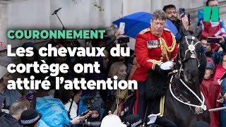 Au couronnement du roi Charles III, ces chevaux se sont fait remarquer