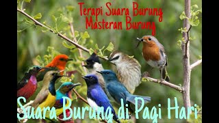 KICAU BURUNG PAGI HARI UNTUK TERAPI BURUNG