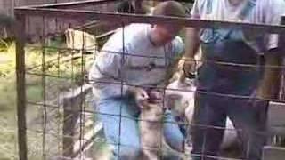 Dirty Jobs - Pigs