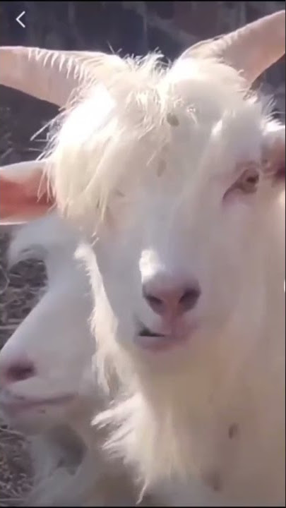 bigo yangi bigochi