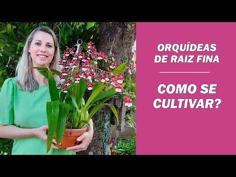 Vídeo: 3 maneiras de cultivar cebolinhas