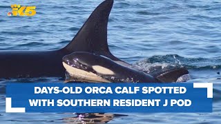 Daysold orca calf spotted with Southern Resident J Pod
