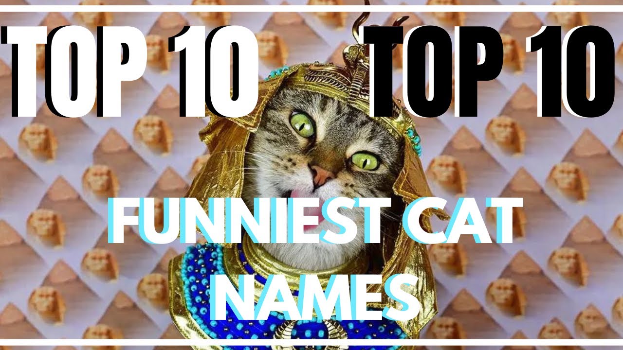 TOP 10 FUNNIEST CAT NAMES YouTube