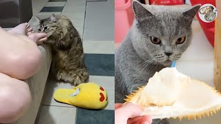 Funny cats reaction to smelling by One Minute pets 2,038 views 2 years ago 5 minutes, 1 second