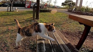 席につくと接客係の猫がやって来る超楽しい屋外猫カフェ⁉