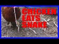 Vicious Chicken Fights and Eat Snake! (WARNING MATURE LANGUAGE)