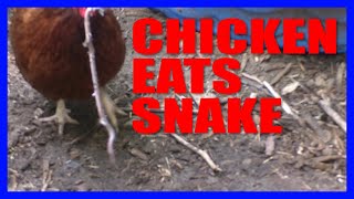 Vicious Chicken Fights and Eat Snake! (WARNING MATURE LANGUAGE) by The Project Dreamers 11,156 views 4 years ago 5 minutes, 13 seconds