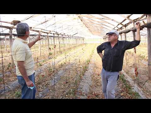 Video: Invernaderos Del Norte - Producción Y Venta De Invernaderos