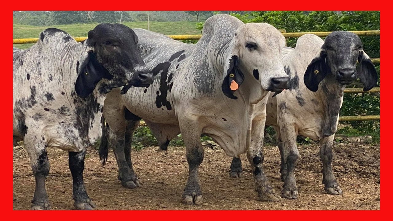 Raza De Ganado Bovino Sardo Negro Lechero Origen y Caracteristicas 2023 ...