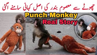 Punch Monkey Monkey 🐒 Story heart ❤️ | Monkey Toy Viral Video | Monkey Teddy 🧸 Bear 🐻 Video Viral 😭