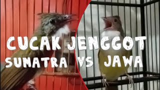 PERBEDAAN SUARA CJ SUMATRA & CJ LOKAL(jawa).