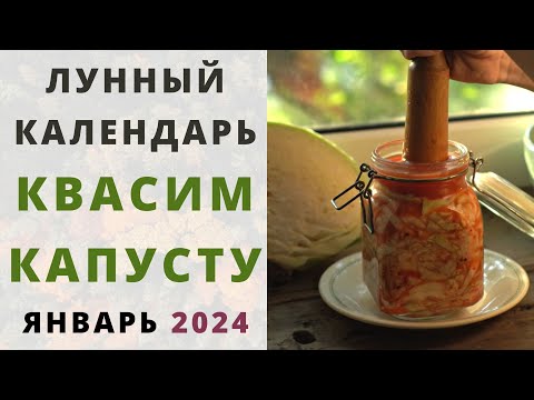 КВАШЕНАЯ КАПУСТА: когда квасить капусту по лунному календарю? БЛАГОПРИЯТНЫЕ ДНИ засолки ЯНВАРЬ 2024!