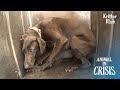 Abused Dog Isolated Herself From The World...l Animal In Crisis 326