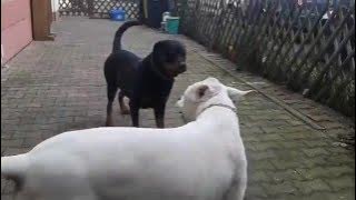 Dogo Argentino vs Rottweiler