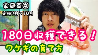 おすすめ野菜 ワケギの育て方 家庭菜園で簡単なプランター栽培 Youtube