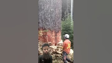 a clever idea to cutting down this HUGE tree | Please Avoid Cutting the Tree #shortsfeed #tree #cut