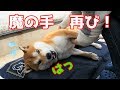 【京の柴犬】てんちゃん、再び母の魔の手に堕ちる! 太郎の犬モノガタリ#108