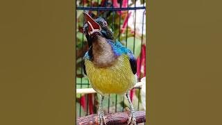 Download lagu Korlap metalik gacor bukan main #shorts