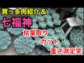 【多肉植物】買っ多肉紹介＆七福神メンテナンス