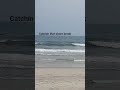 pelicans riding the shore break  #surf #pelican #obx #beach