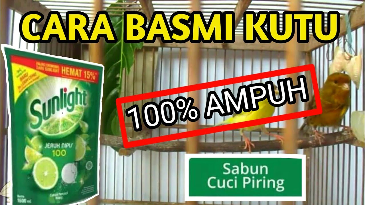 100% AMAN!! CARA MENGHILANGKAN KUTU PADA BURUNG KENARI PAKAI SABUN SUNLIGHT I Kicau Man