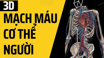 Hệ thống mạch máu cơ thể người trên mô hình 3D I Giải phẫu người 3D