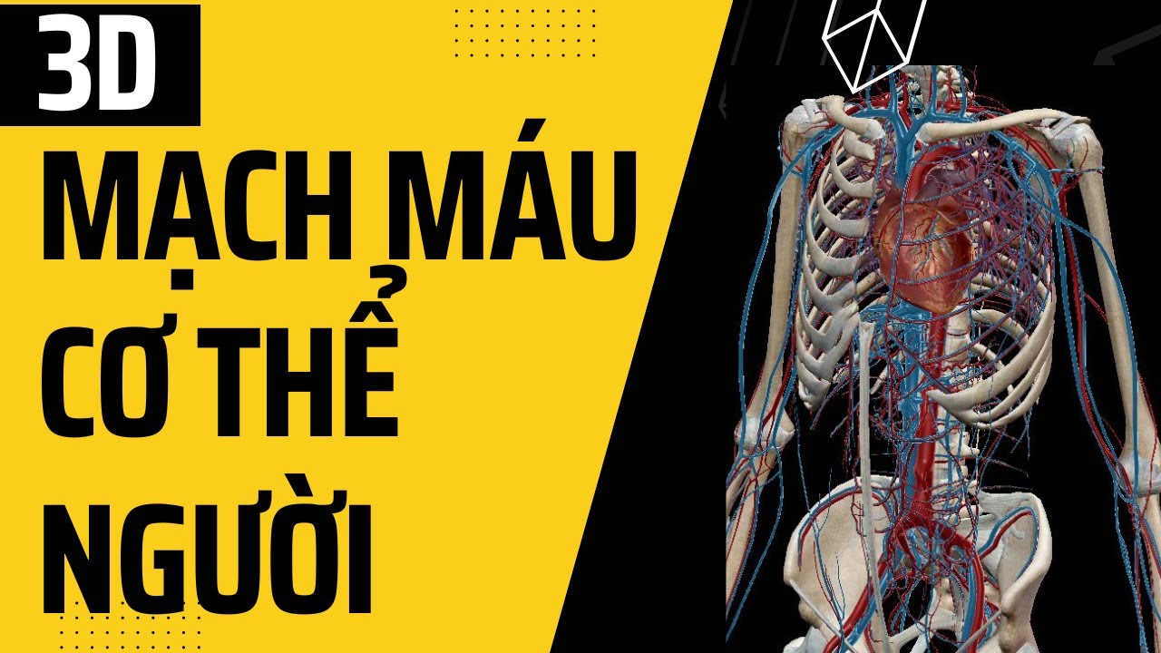 Hệ thống mạch máu cơ thể người trên mô hình 3D I Giải phẫu người 3D