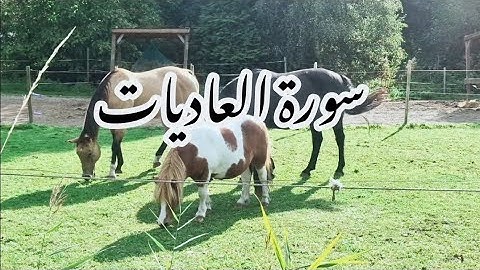 سورة العاديات  مع جمال العاديات