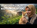 KÖYDE Huzur Var! 🌿 Gözlerinizi Doğaya Açın | Rize/Çayeli ✅