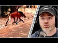 Reacting To The Haunting Maned Wolf Creature