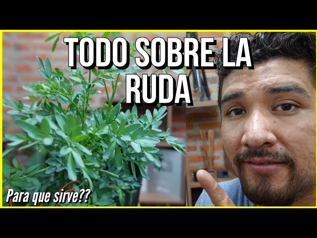 BENEFICIOS de la RUDA🌿✓ (Propiedades, Para Qué Sirve y Cómo Tomarla) 