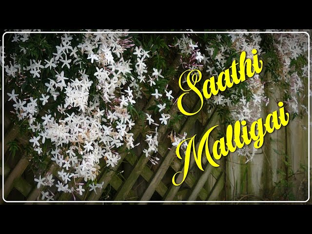 சாதி மல்லிகை - Saathi Malligai class=