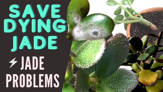 Why is My Jade Plant Dropping Leaves (Reasons and Solution) – planterhoma