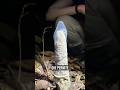 TORRE DE CIGARRA! #curioso #interessante #viral #curiosidades #ciencia #experimento
