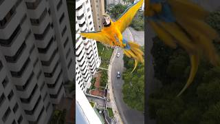 Beautiful Maccau Parrot ? || birds pets shorts parrot