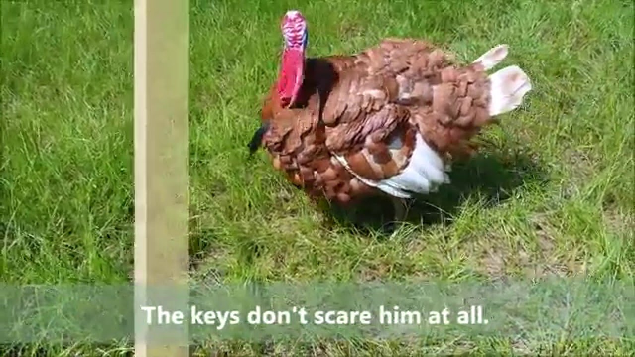 worms argentina Thanksgiving Turkey Attacks Man - Part 1